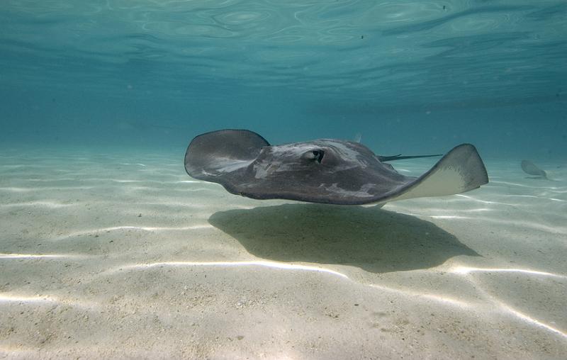 PF moorea lagon 082009_04.jpg